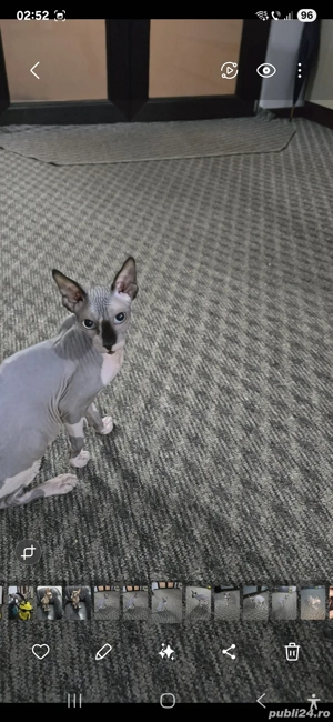 motănel sfinx 7 luni - imagine 2