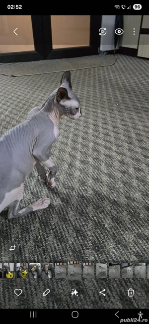 motănel sfinx 7 luni - imagine 4