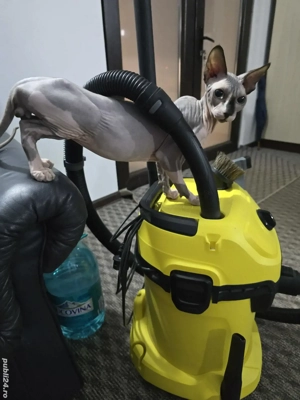 motănel sfinx 7 luni