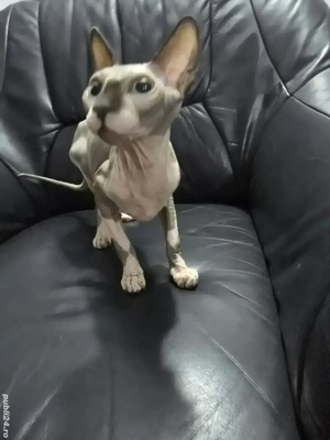 motănel sfinx 7 luni - imagine 3