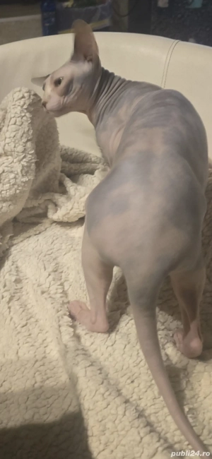 pisicută sfinx 4 ani 