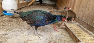 Vand fazani tenebros  - imagine 3