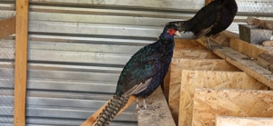 Vand fazani tenebros 