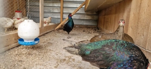 Vand fazani tenebros  - imagine 5