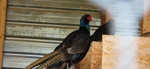 Vand fazani tenebros  - imagine 4