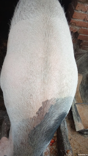 Vand porc,crescut la curte, informații  