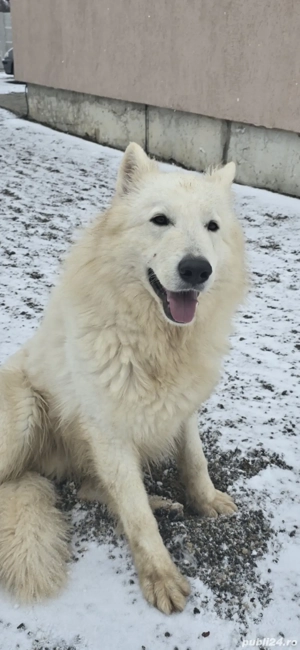 Ciobanesc Elvetian cu Pedigriee tip A - imagine 2