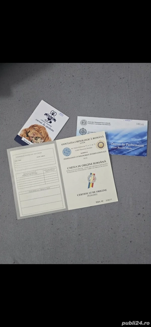 Ciobanesc Elvetian cu Pedigriee tip A - imagine 3