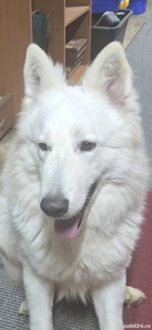 Ciobanesc Elvetian cu Pedigriee tip A - imagine 4