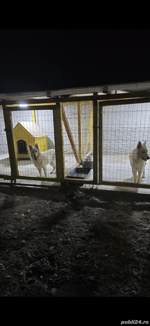 Ciobanesc Elvetian cu Pedigriee tip A - imagine 5