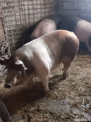 porci de vânzare 