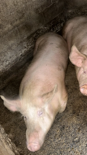 Porci de vanzare - imagine 2