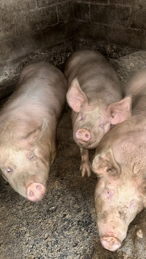 Porci de vânzare  - imagine 5