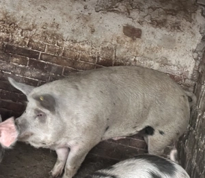 Vând scroafă de aproximativ 200kg