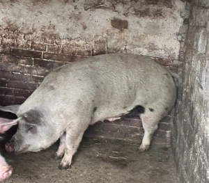 Vând scroafă de aproximativ 200kg - imagine 2