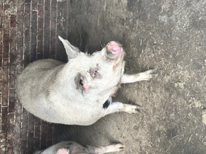 Vând scroafă de aproximativ 200kg - imagine 3