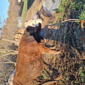 De vânzare ce se vede separat sau împreună. - imagine 4