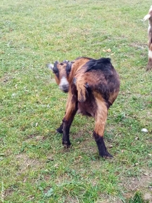 vând două căprițe gestante aproape de fătare - imagine 3