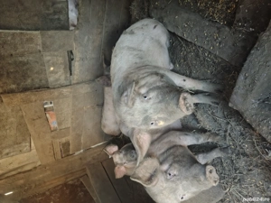 vand porci 70-100 kg  - imagine 2