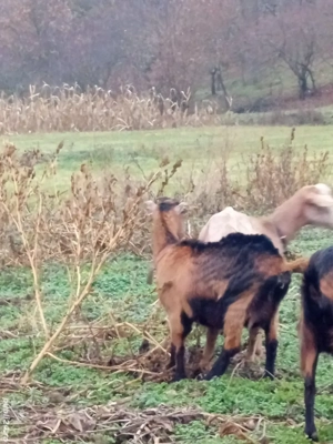 vând două căprițe gestante aproape de fătare - imagine 2