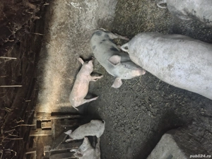 vand porci 70-100 kg  - imagine 4