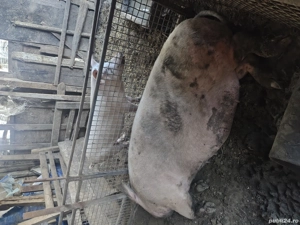 vand porci 70-100 kg  - imagine 3