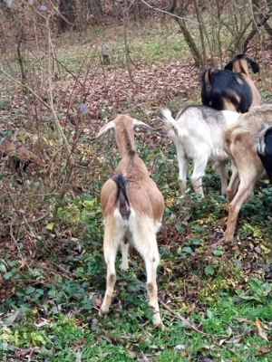 vând două căprițe gestante aproape de fătare - imagine 5