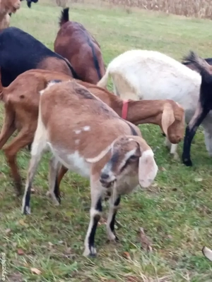 vând două căprițe gestante aproape de fătare - imagine 4