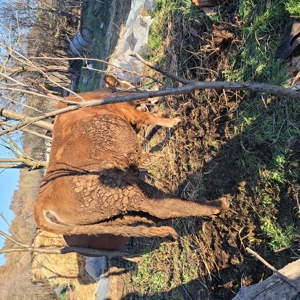 De vânzare ce se vede separat sau împreună. - imagine 5