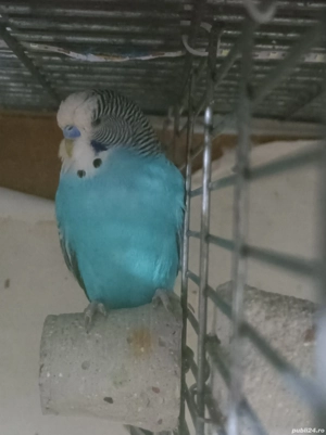 Peruși puii 2025 perechi mature