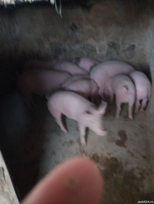 vînf purcei  - imagine 2