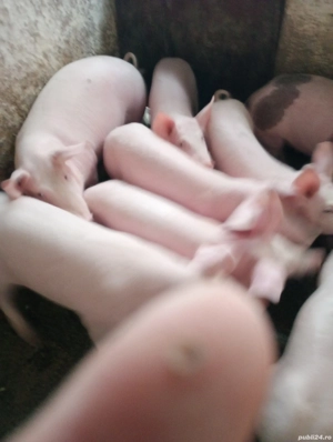 vînf purcei  - imagine 3