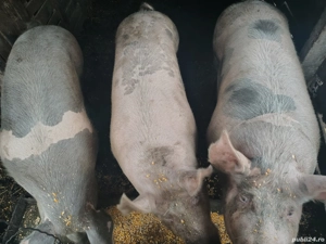 Porci de vanzare