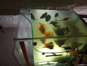 vand acvariu - imagine 3