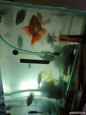vand acvariu - imagine 2