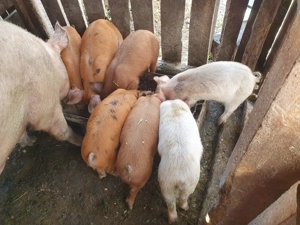 Vând purcei - imagine 2