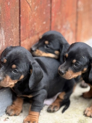 Căței Teckel de vânzare