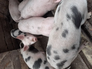 Purcei de vănzare - imagine 3