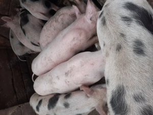 Purcei de vănzare - imagine 2