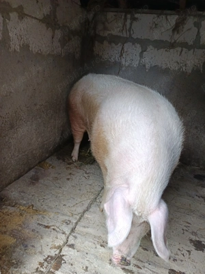 Vând porc, 340 de kg poate mai mult, 16 lei pe kg în viu,  - imagine 5