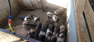 Vând purcei de 10 săptămâni 