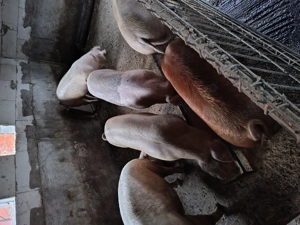 Porci pentru sacrificat  - imagine 4