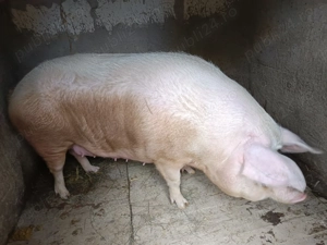  Porc 340 de Kg cu 16 Lei în viu rasă LANDRAS. Porc crescut national cu cereale și trifoi și apă.  - imagine 2