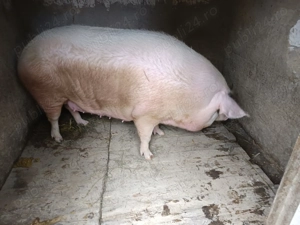  Porc 300 de Kg cu 15 Lei pe Kg în viu rasă LANDRAS 