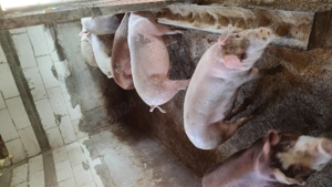 Porci pentru sacrificat  - imagine 3