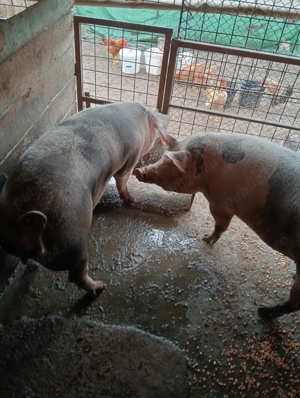 Vând porci de crescut sau de sacrificat - imagine 2