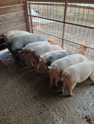 Vând porci de crescut sau de sacrificat - imagine 4