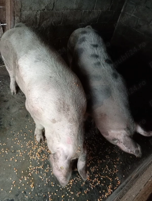 Vând porci de crescut sau de sacrificat - imagine 3