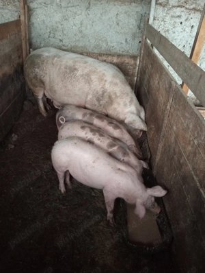 Vând porci de crescut sau de sacrificat 