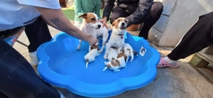 Jack Russel terrier pui